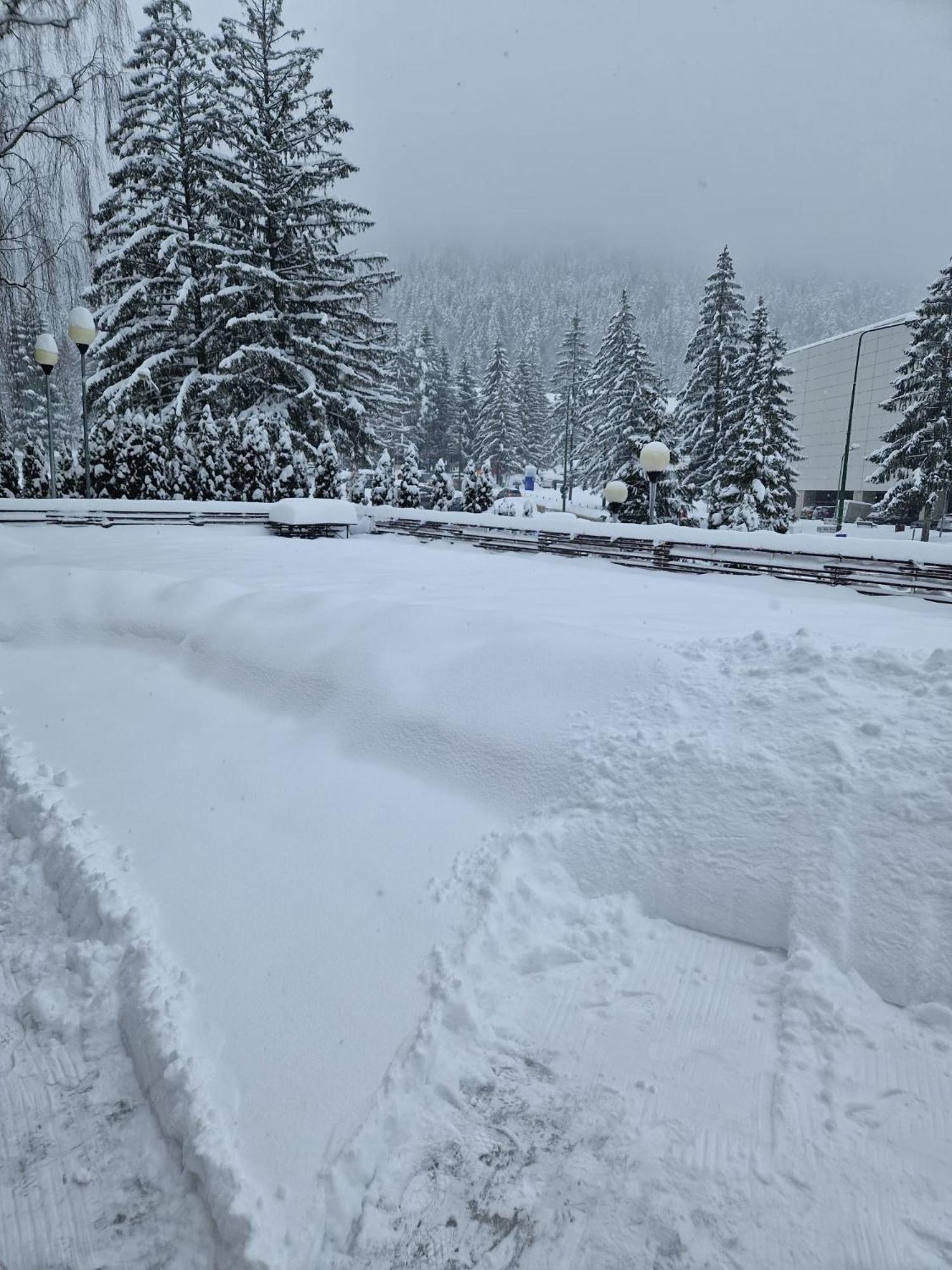 Vila Pinul Si Mesteacanul Poiana Brașov Exterior foto